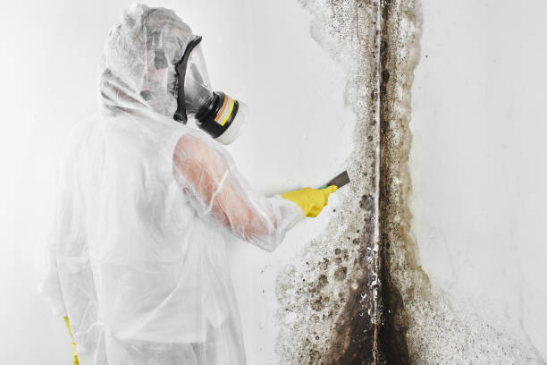 Best Residential Mold Remediation in Brookston, IN